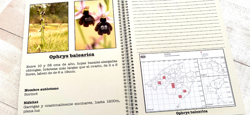 Orquídeas de las Islas Baleares guía de campo